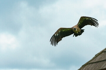 Geier im Anflug
