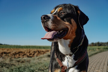 american staffordshire terrier