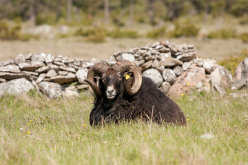 The Gute sheep (Gutefår), a landrace-based breed of domestic sheep native to the Swedish island of...