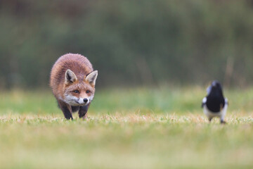 Fox chasing after magpies