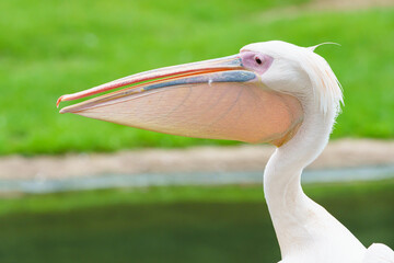 Portrait eines Pelikans