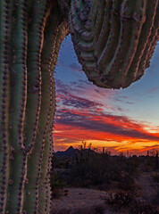 Close Up View Of  A Saguaro Cactus At Sunset