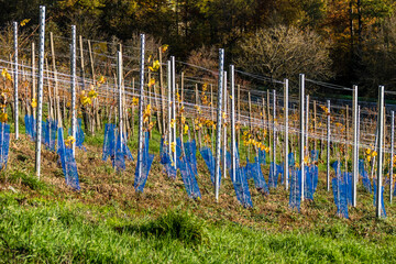 Fototapeta premium Weinanbau im Herbst