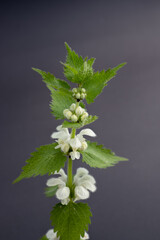 White nettle or white dead-nettle. Lamium album on dark gray background
