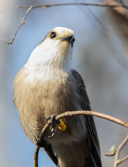 Sweet face of a friendly Canada Grey Jay on a branch in Algonquin Park