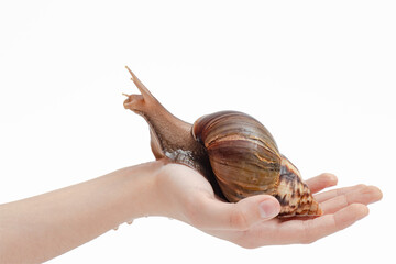 snail crawling on hand on white background, close-up, African mollusk Achatina, domestic pet © Leka