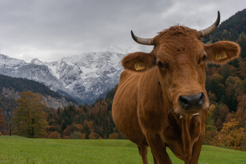 Portrait einer Kuh in den Bergen