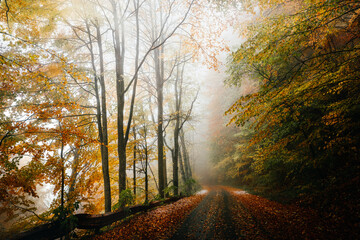 Obraz premium Fog and mist in the morning in the autumn forest