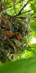 bird of paradise
