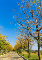 Trees filled with colorful autumn leaves