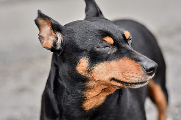 portrait of a black dog