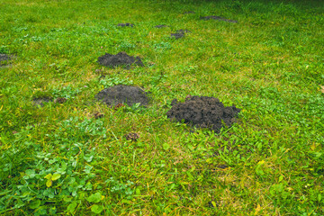Fresh Mole Hills on the green Garden Yard Grass - Damage to the Garden Yard Grass by Moles
