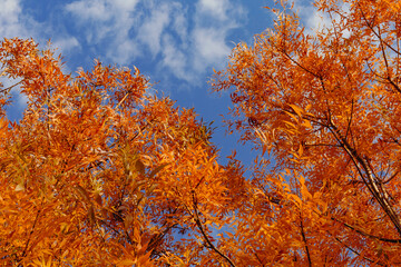 Fototapeta na wymiar Trees filled with colorful autumn leaves
