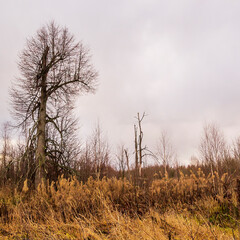 Obraz na płótnie Canvas tree on a vacant lot