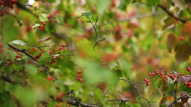Hawthorn medicinal plant with berries