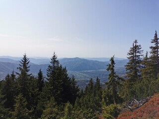 The Mountains with rocks and spruces