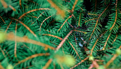 Brightly green prickly branches of a fur-tree or pine