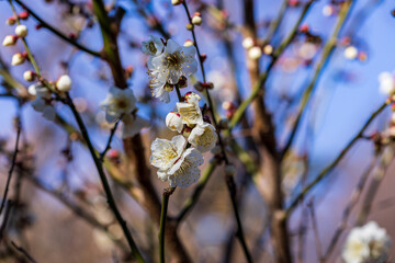 早春の梅林に咲く梅の花