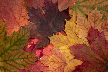 Gemischtes Herbstlaub