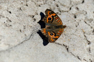 Fototapeta na wymiar butterfly seen from above