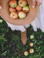 apples in hat and in hands of woman in autumn harvest time