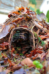 Hedgehog protection, shelter in a natural garden