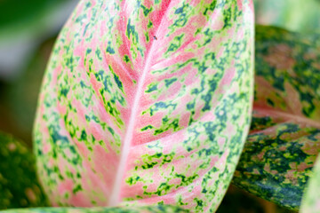 The beautiful leaf contains red and green pigment