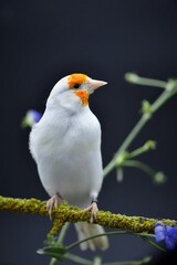 jilguero mutacion lutino