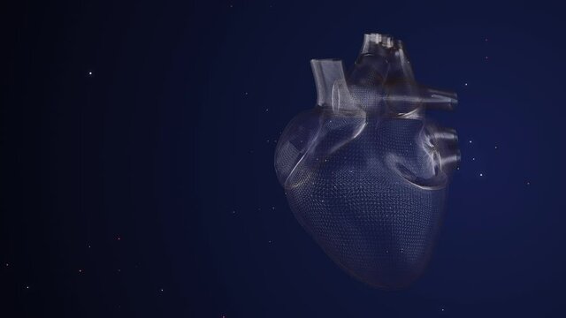 4k video of anatomy of human heart isolated on blue.