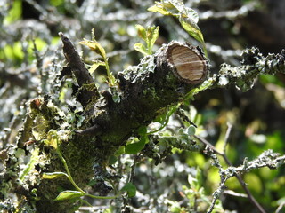 Close-up view of the cut branches