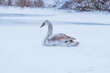 Swan in the snow