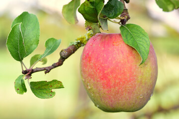 A red ripe organic apple hangs on the branch of an apple tree, against a green background in nature