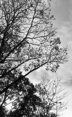 gray day with dry autumn trees