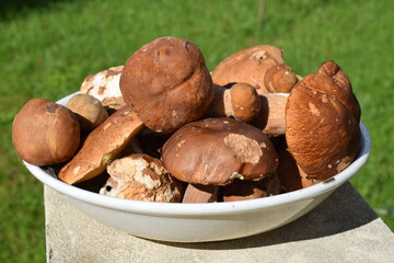 A Royal dish of white mushrooms