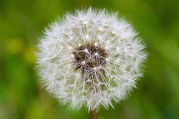 White dandelion on a green background