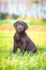 Junger brauner Labrador Welpe auf einer Wiese