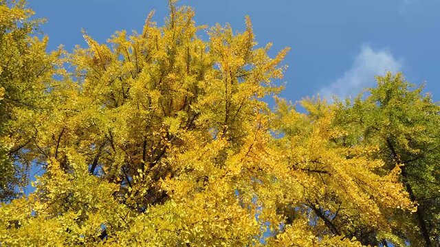Ginkgo biloba yellow tree in autumn composition with blue sky video