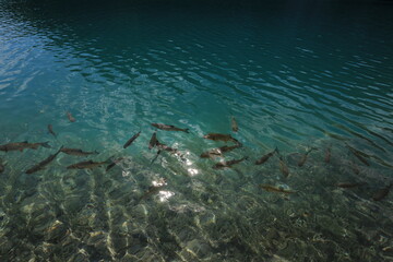Fototapeta na wymiar fish in the water