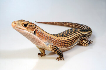Braune Schildechse, Sudan-Schildechse (Broadleysaurus major) - Sudan plated lizard
