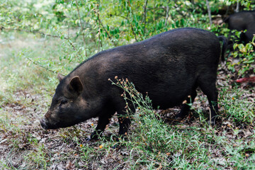 wild boar pig pig animals in the woods