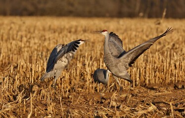 Sandhill crane in wet meadow.Natural scene from Wisconsin.