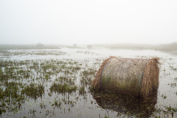 Zalana łąka rozlewiska Bzury pod Łęczycą, zalane bele siana © Piotr Szpakowski