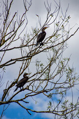 A pair of Comorants, (Phalacrocoracidae) a sea bird living in Hertfordshire, England,  a long distance from the sea.