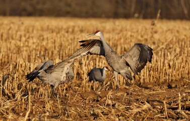 Sandhill crane in wet meadow.Natural scene from Wisconsin.