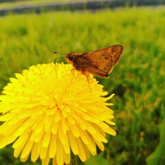 butterfly on flower