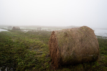 Zalana łąka rozlewiska Bzury pod Łęczycą, zalane bele siana © Piotr Szpakowski