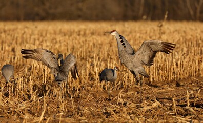 Sandhill crane in wet meadow.Natural scene from Wisconsin.