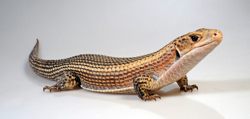 Sudan plated lizard // Braune Schildechse, Sudan-Schildechse (Broadleysaurus major) 