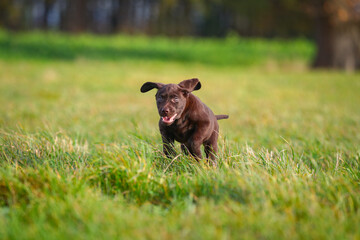 Junger brauner Labrador Welpe auf einer Wiese