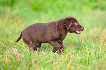 Junger brauner Labrador Welpe auf einer Wiese